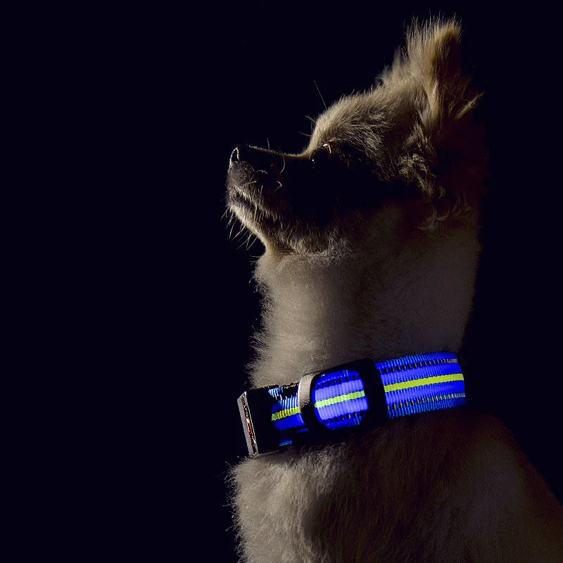 Dog Collar Luminous (19)
