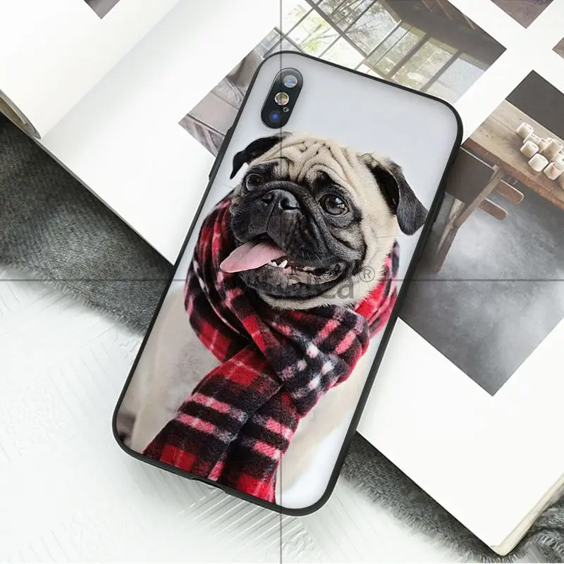 Animal cute pug
