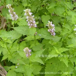 Травы растение Урожай агасташ Ageratum Hong бонсай Фенхель Канг горные дивизии г/упак. 200