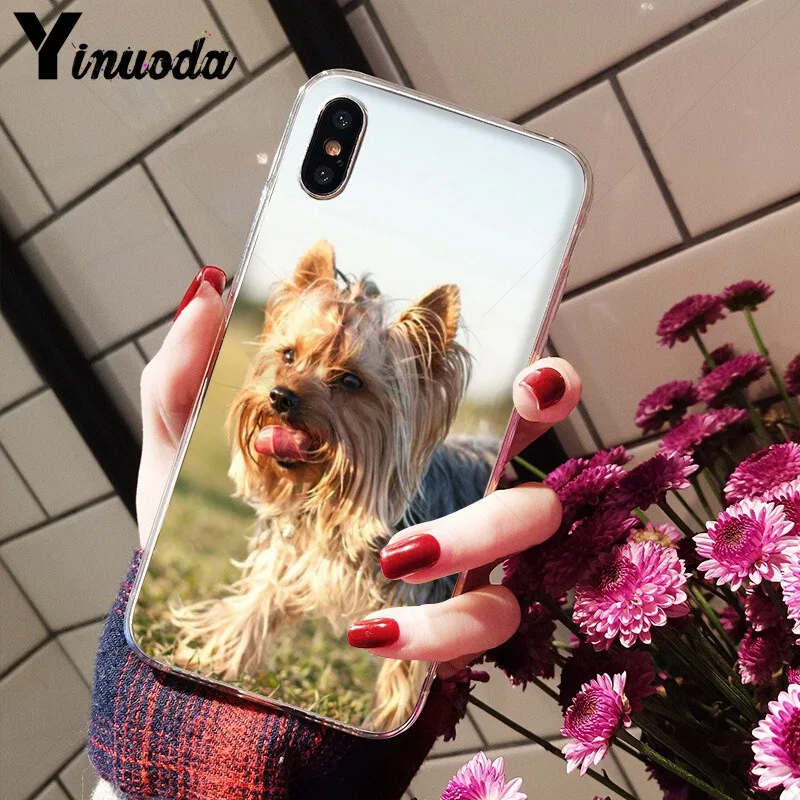Yorkshire terrier dog