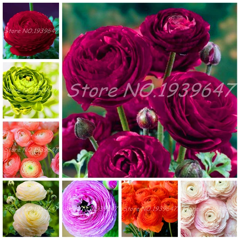 

Hot 100 Pcs / lot Ranunculus Asiaticus Flower Bonsai Mixed Home & Garden Diy Plants Persian Buttercup Flower Plant for Flore Pot