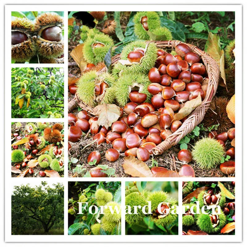 

5 Pcs Chinese Chestnut Nut Bonsai Plant, Delicious Fruit Tree Easy Grow Free Shipping