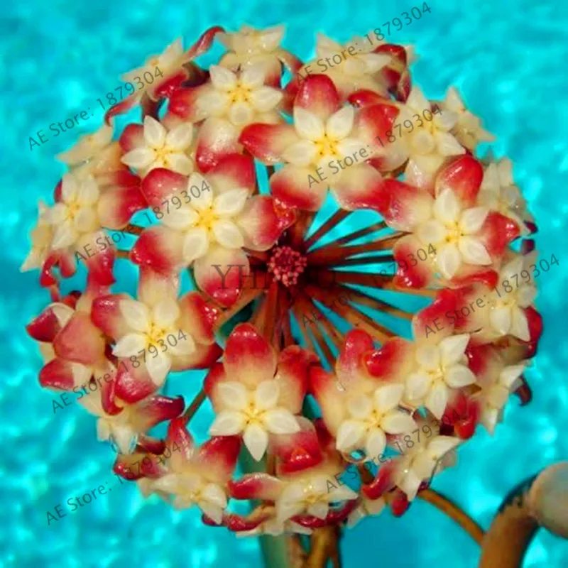100 шт./упак. Редкие Hoya цветок flores, Орхидея, растения, в помещении бонсай Flowerfor дома и сада посадки легко растить - Цвет: 19