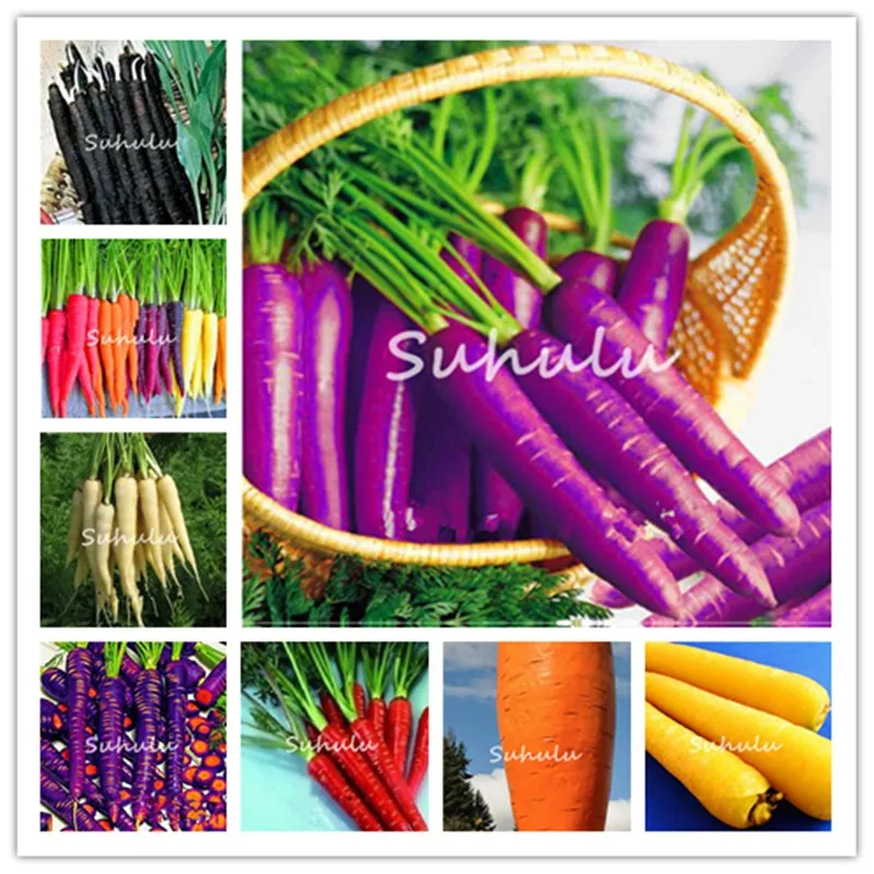 

Sale! 200 Pcs Multi Color Carrot Bonsai Healthy Fresh Vegetable Fruit Plants Good For Cooking, Heirloom Home Garden Seedssplants