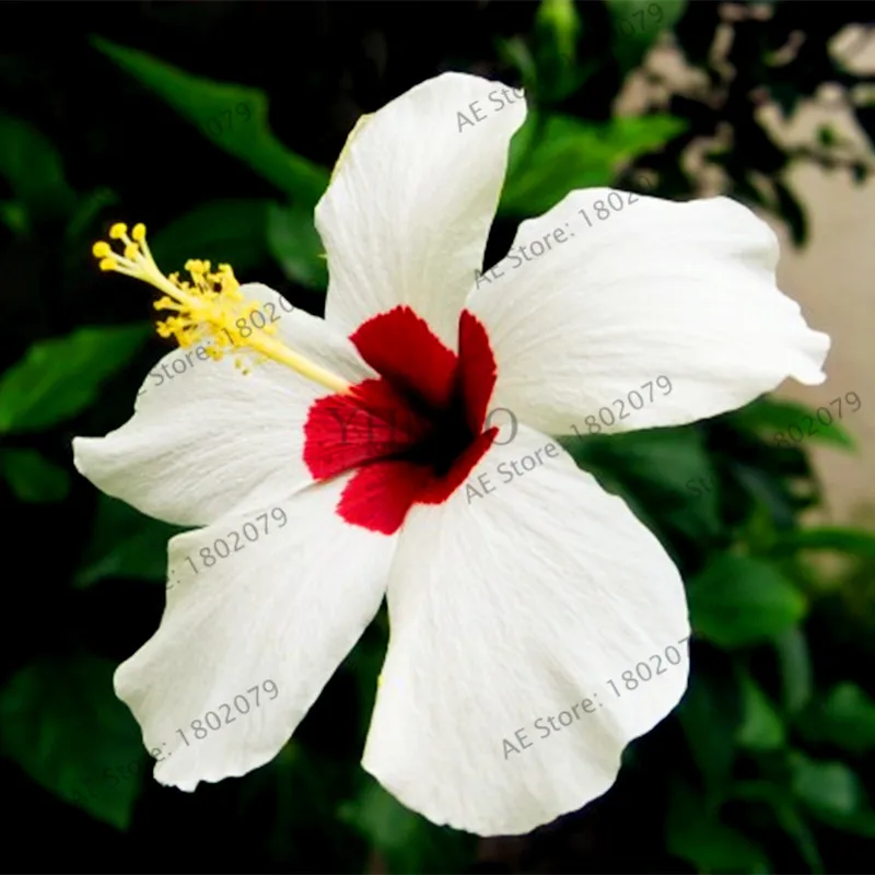 100 шт./пакет Гибискус flores, бонсай растения для дома и сада, красивый декоративный цветок, Легко растить - Цвет: 12