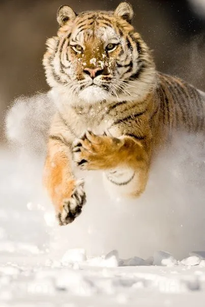 

Diy Diamond Mosaic Grey Tigers Diamond Painting Cross Stitch Full Square Drill Diamond Embroidery Decor Needlework Resin Animals