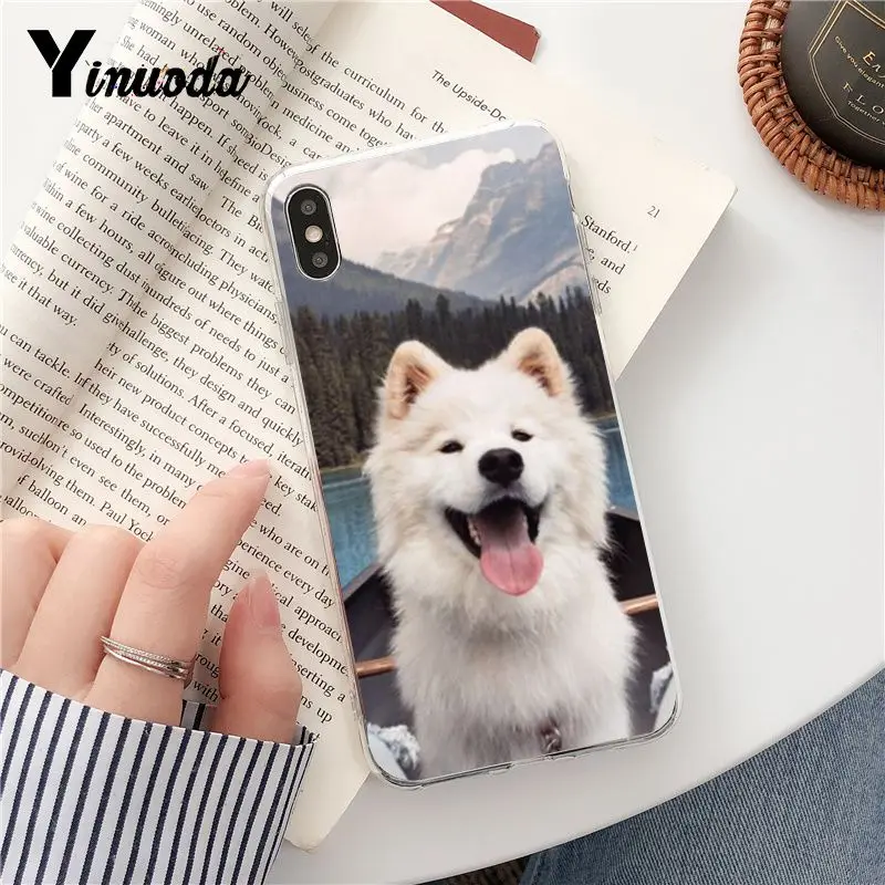 Dog Pomeranian