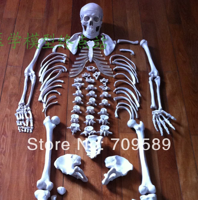 

Disarticulated Human Whole Body Skeleton Model, Disarticulated Skeleton with Skull