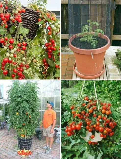 

tomato Bonsai Very Sweet Delicious Fruit Bonsai Succulents Bonsai Plant For Home Garden Pot 500pcs