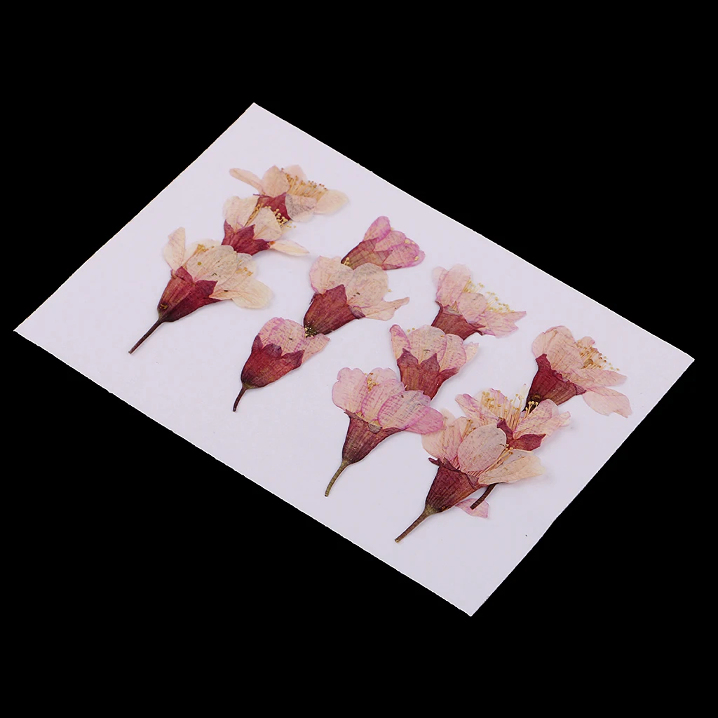 MagiDeal 12x Pressed Real Sakura Flower Dried Flowers DIY Phone Case Scrapbook Crafts for Making Greeting Card Craft Accessories