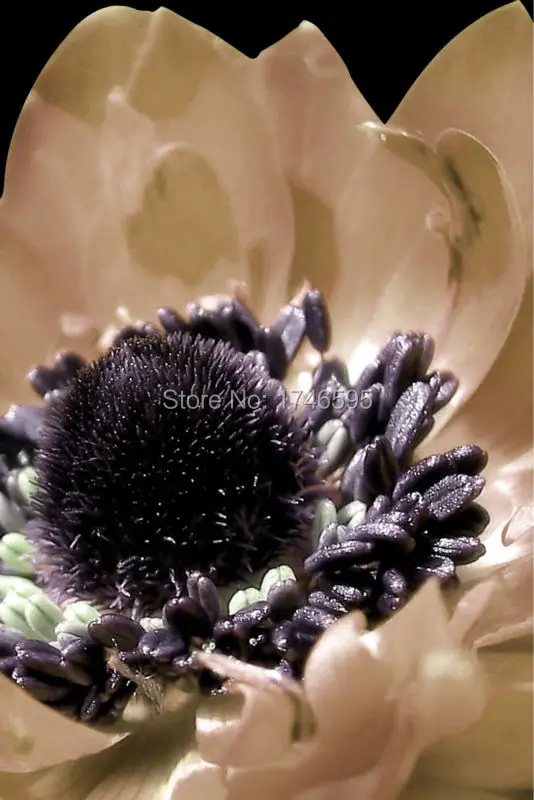 black African daisy Gerbera-2