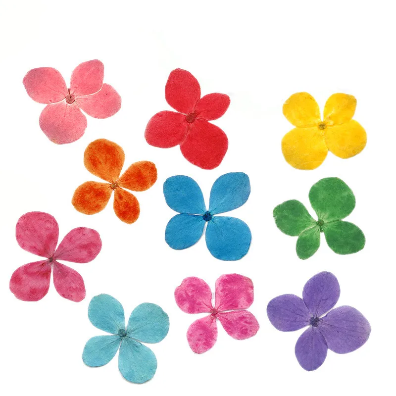 

12PCS Dried flower preserved flower pressed flower hydrangea Diy Craft jewelry Nail art decor card making scrapbook accessory