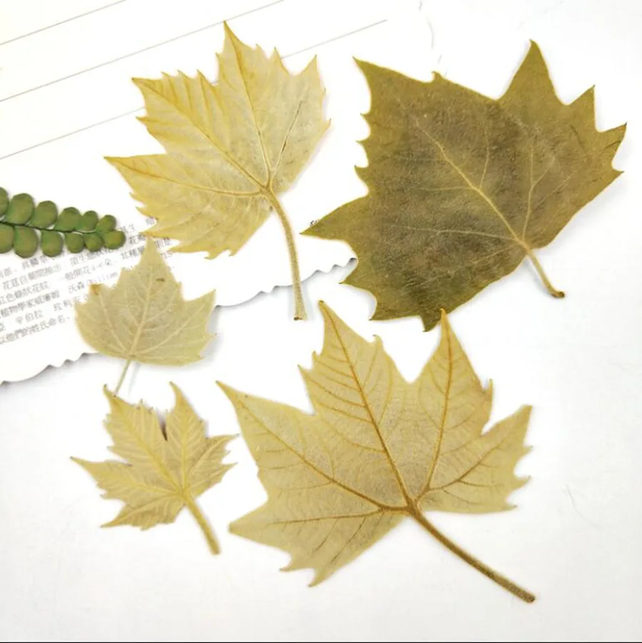 

120pcs Pressed Dried Firmiana Simplex Leaves Plant Herbarium For Jewelry Postcard Invitation Card Phone Case Bookmark DIY