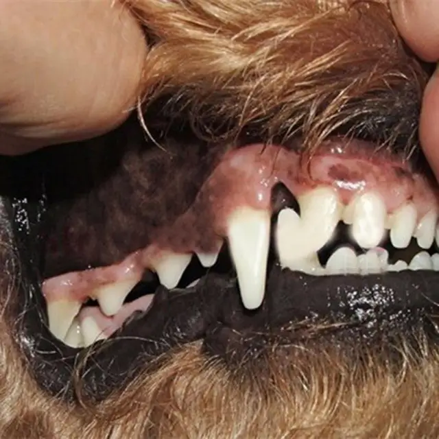 Super Soft Pet Finger Toothbrush Teddy Dog Brush Bad Breath Tartar Teeth Tool JULY6 1