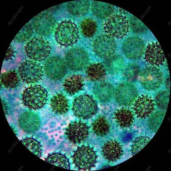Микроскоп галогенный композитный 30 Вт Тринокулярный амскоп 40x 2000x Вт|microscope