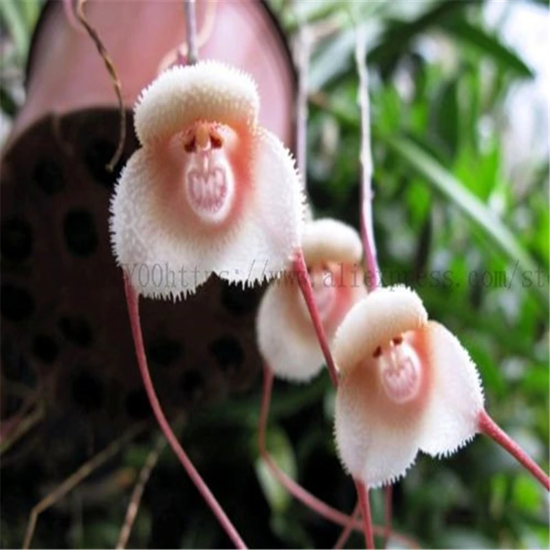Cute Monkey Face Orchid Bonsai Plants Flowers Home Garden NEW 2019 100 Pcs Seeds Cute Monkey Face Orchid Bonsai Plants Flowers Home Garden NEW 2019 100 Pcs Seeds