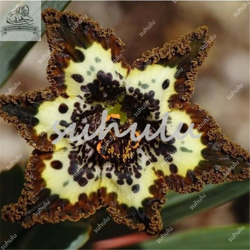 100 Pcs Iris Bonsai, Many Kinds Of Color Iris Potted Iris Orchid Sementes Rare Perennial Flower Bonsai Plants For Home Garden