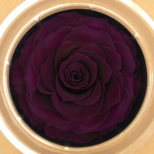 Стеклянный чехол для маленького принца, сохраненный цветок розы, красные розы на День святого Валентина, Рождество, свадебные подарки - Цвет: dark purple