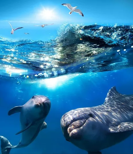 

3D Waterproof Self-adhesive Large Wall Stickers Wallpaper Decal Mural Dolphins