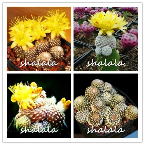 

Best-Selling!200 Pieces/pack Ball cactus garden rare succulent plant plantas Bonsai Celestial Flower pot planters Flores