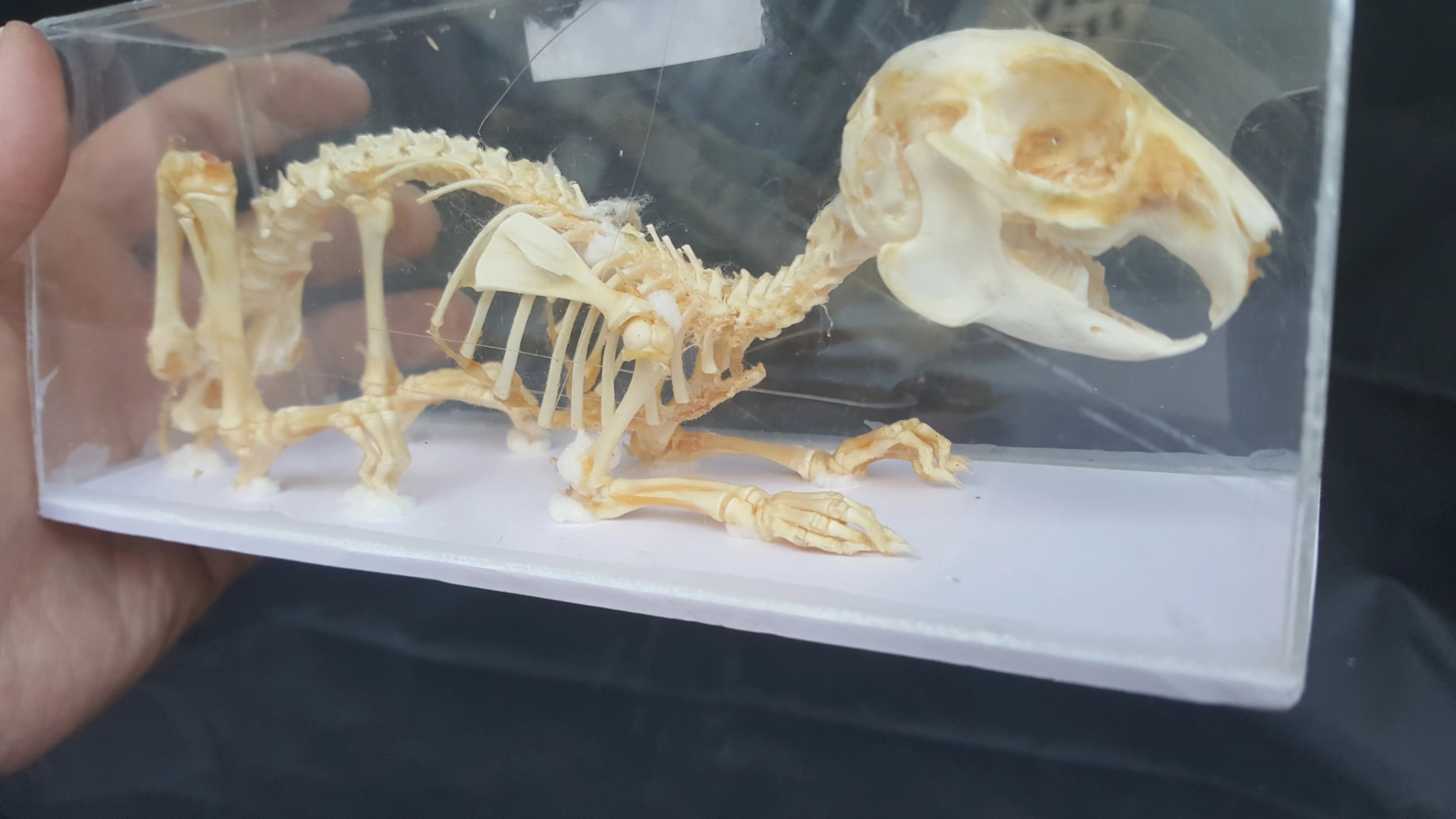 

Real Rabbit Skeleton Bone Embedding Specimen Rabbit Model Teaching Odd Skull education