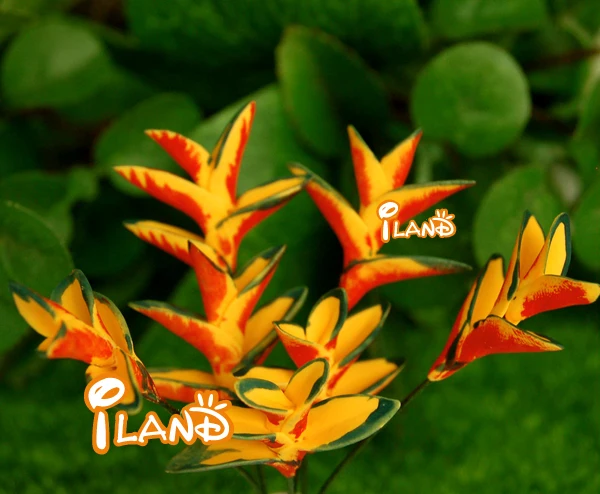 Iland 1 12 Dollhouse Miniature Plant Decorative Clay Bird Of Iland 1 12 Dollhouse Miniature Plant Decorative Clay Bird Of Paradise Flower Free Shipping 6pcs Op02929