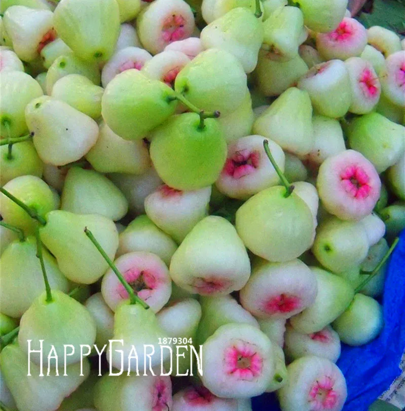 Buy New Fresh Seeds 50 PCS/bag rose apple seeds rare china fruit seeds for home