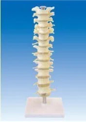 

Thoracic spine model spine thoracic vertebrae with intervertebral disc and spinal nerve thoracic vertebrae
