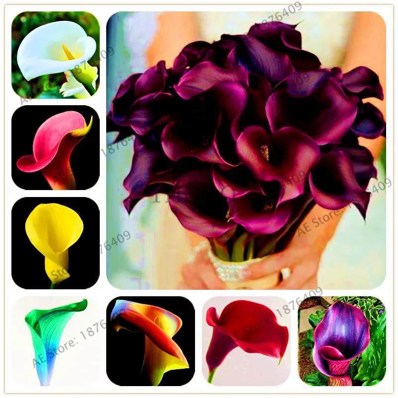 

Calla lily bonsai,perennial rare potted plant for home and garden decoration,Wedding Bouquets flower 100pcs/bag