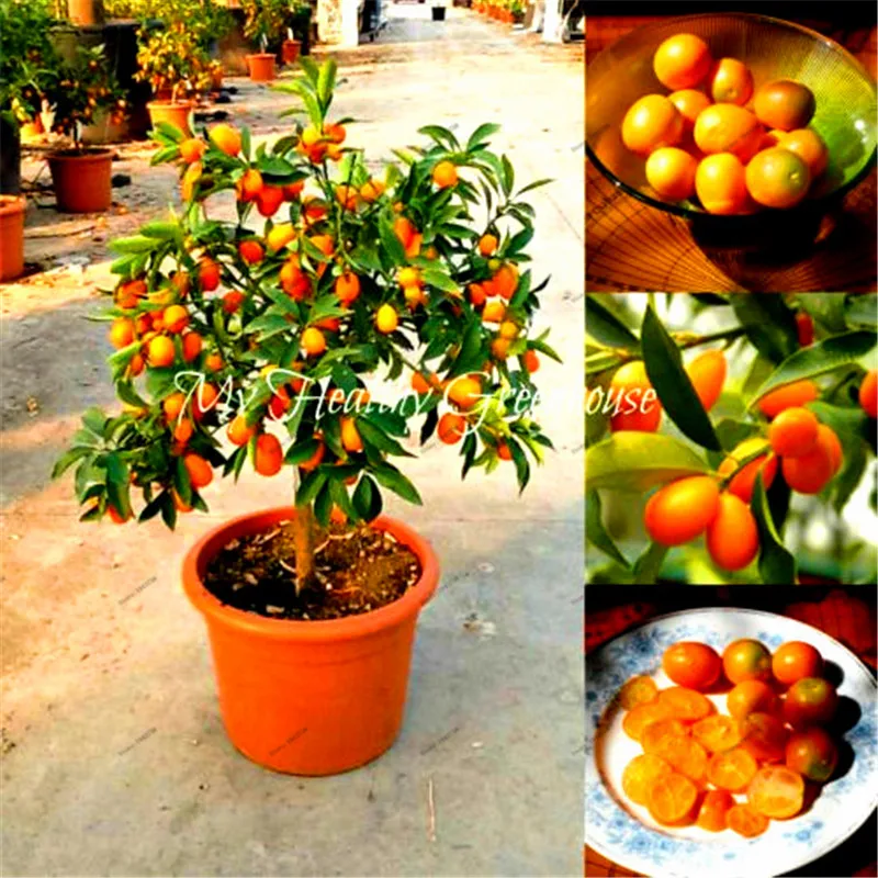 Dwarf Potted Fruit Trees - Patio Fruit Tree Plum Victoria 1 - Plum Trees - Fruit ... : The growing medium (potting soil) chosen for a pot can change the amount of water needed for the tree, but in general, any good quality commercial potting soil will work fine.