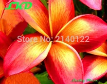 7 15inch Rooted Frangipani Plant Thailand Rare Real Plumeria Plants no118 jean moragne pink 2