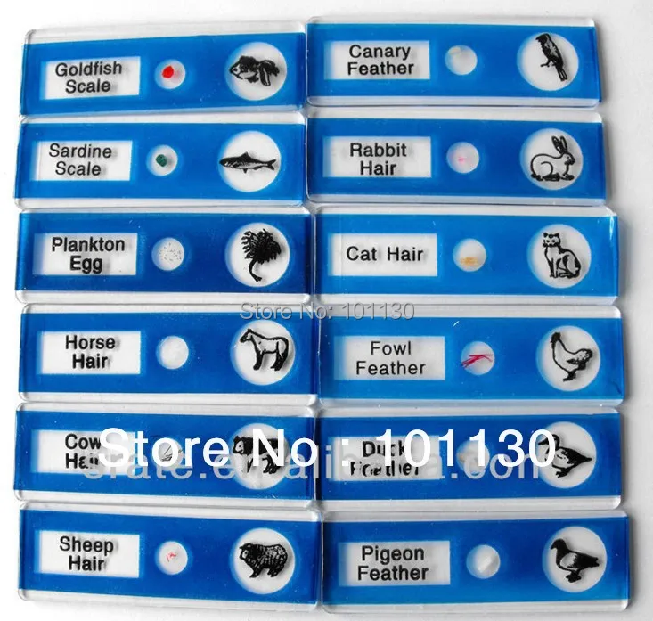 

12pcs Animals Plastic Prepared Microscope Slides Biological Specimen for Students microscope
