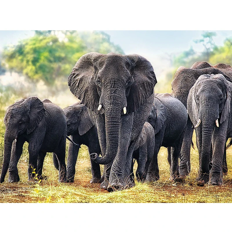 

Full square diamond embroidery african elephants 5D DIY diamond painting Cross Stitch Rhinestone mosaic decoration stickers,art