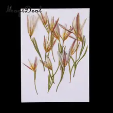 12 шт. прессованные сушеные цветы настоящий цветок лилии украшения для DIY украшения изготовление свечей