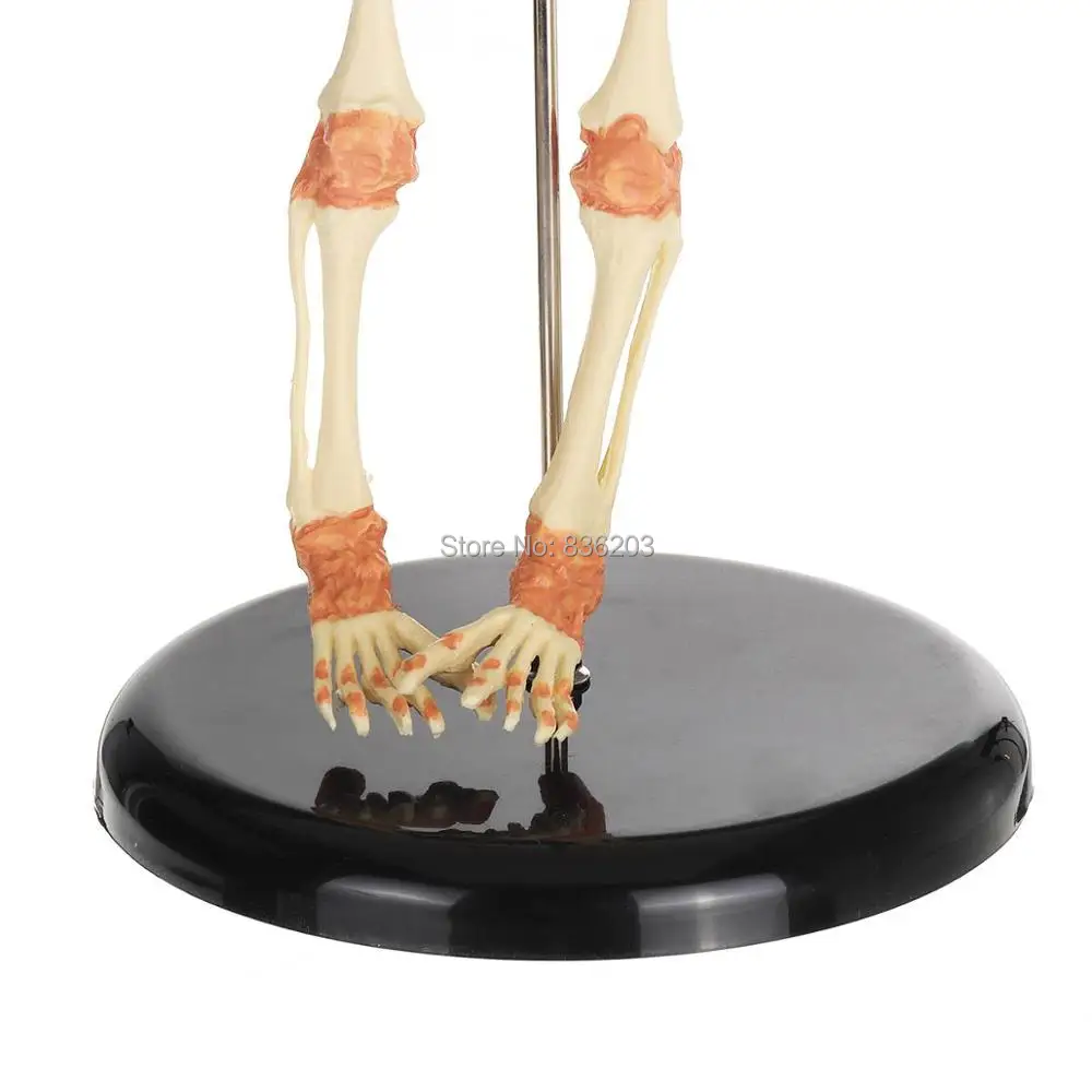 Медицинская курица анатомическая модель животного мужской член Скелет хирургическая Анатомия травматические пистолеты инструменты
