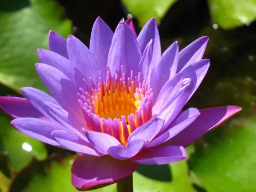 Flower-seeds-Purple-font-b-Lotus-b-font-Seeds-Aquatic-font-b-plants-b-font-font.jpg