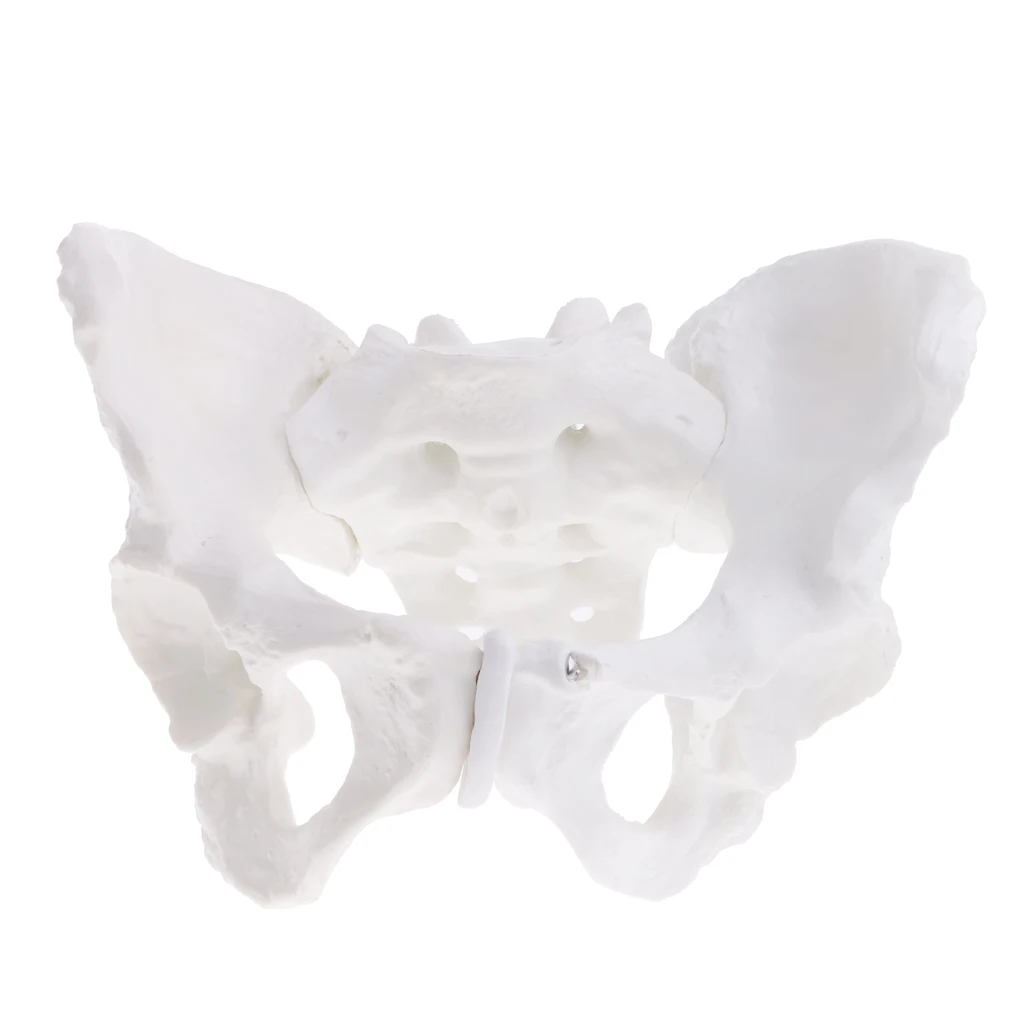 100% brand new 1:1 Female Pelvis Sacrum Pubis Skeleton Anatomical Model Science Educational Toy for School Student Teacher