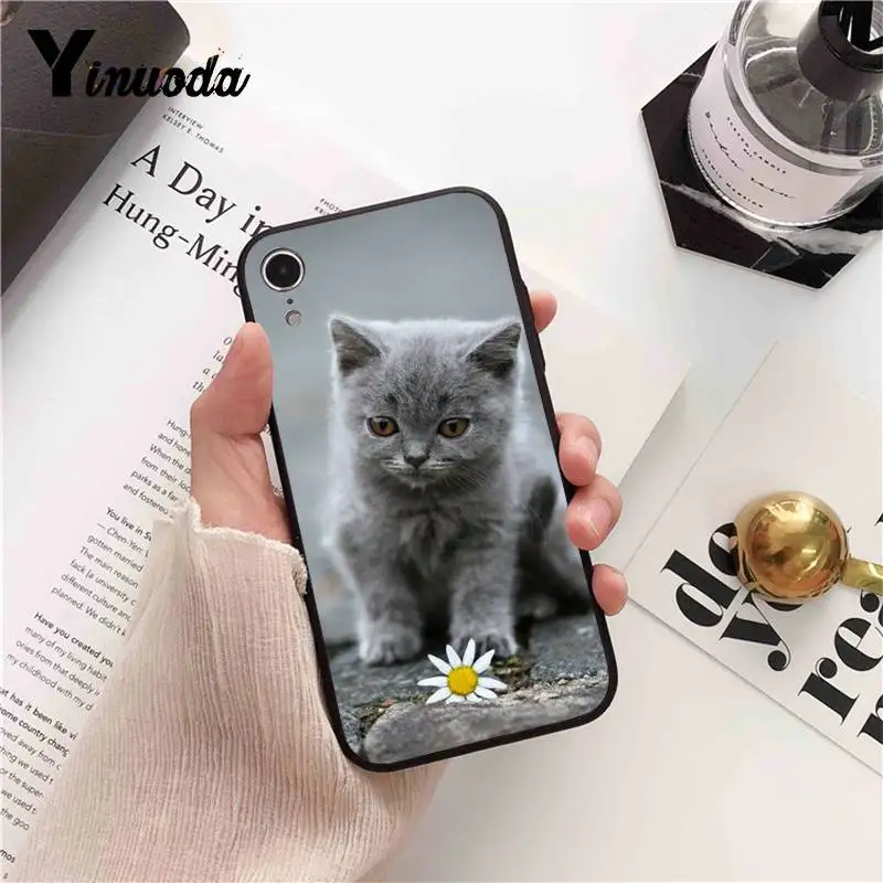 British Shorthair cat Top Design