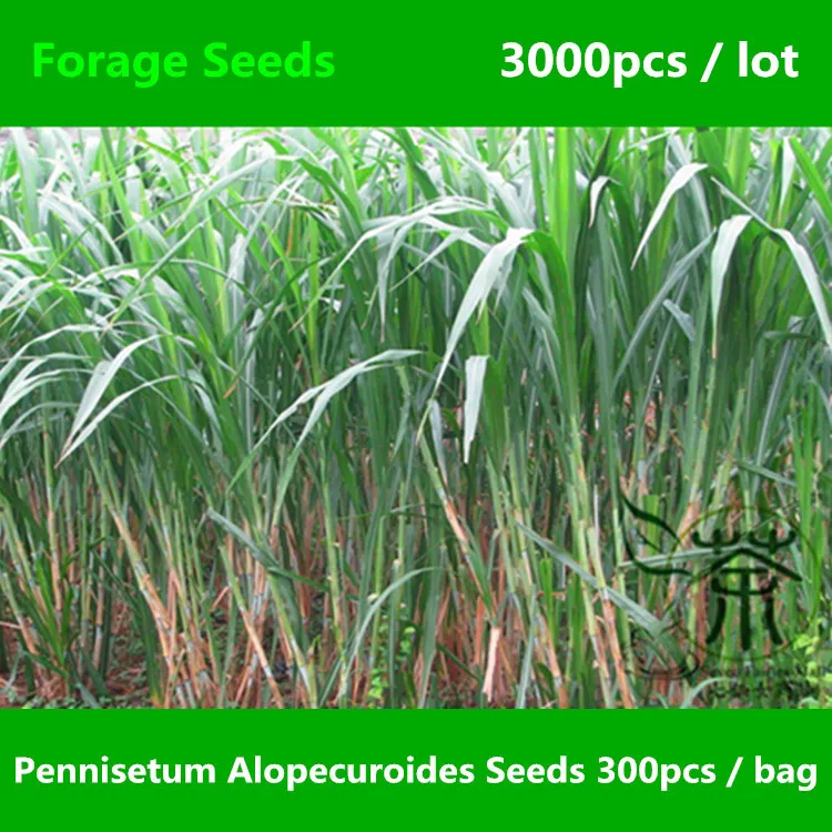 Buy Family Poaceae Pennisetum Alopecuroides Seeds