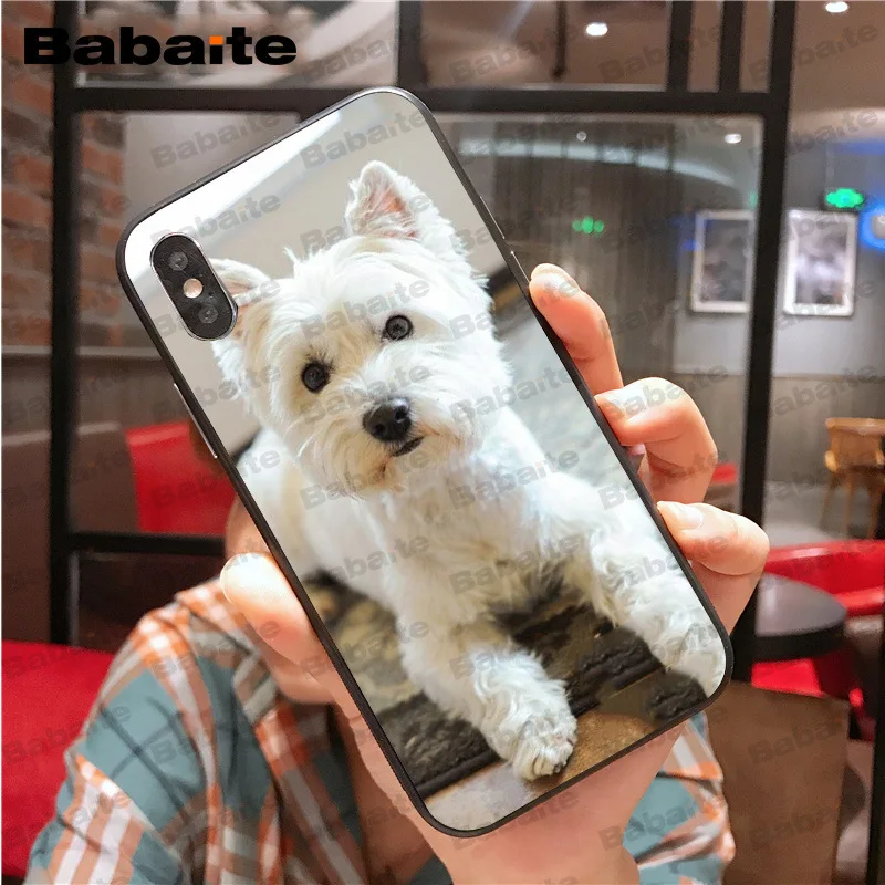 Westie dog