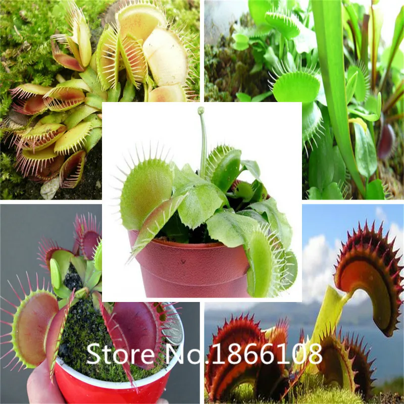 Popular Fly PlantsBuy Cheap Fly Plants lots from China Fly Plants