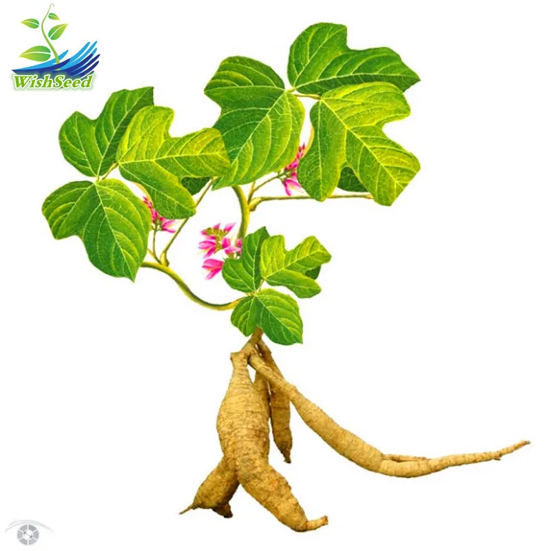 100PCS 2018 hot sale Pueraria mirifica seeds, Pueraria lobata Kudzu