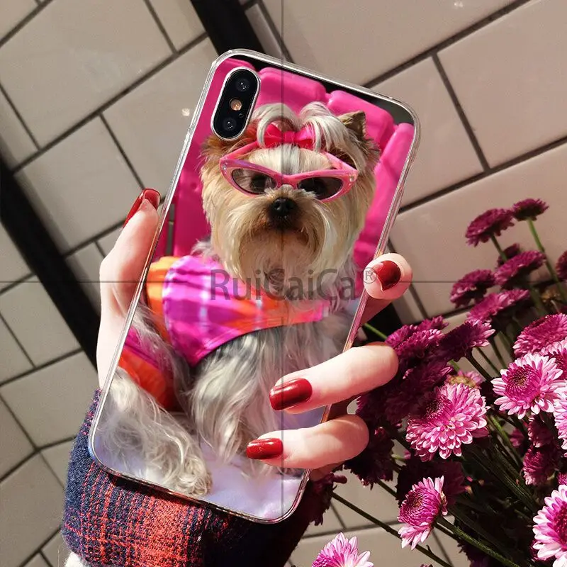Yorkshire Terrier Dog