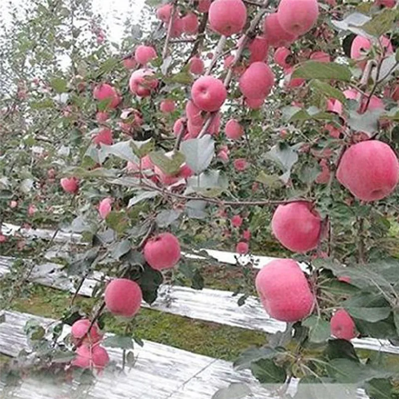 1 шт. светоотражающая пленка для растений 210x120 см|garden grow|accessories accessoriesaccessories garden |