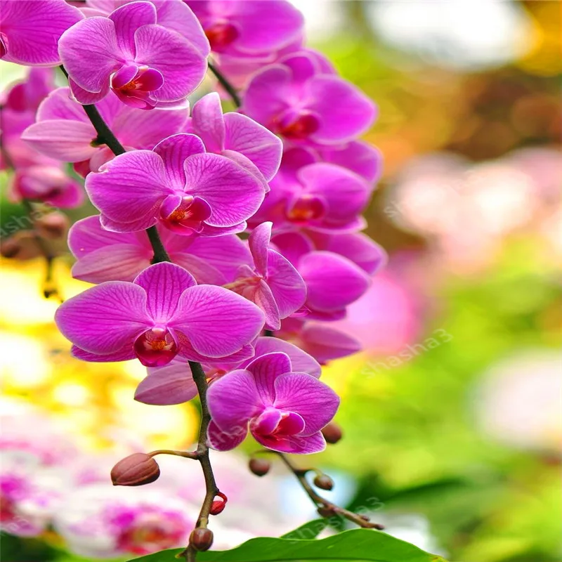 Cymbidium,Ground Plants Elegant,Decoration For Nigeria | Ubuy
