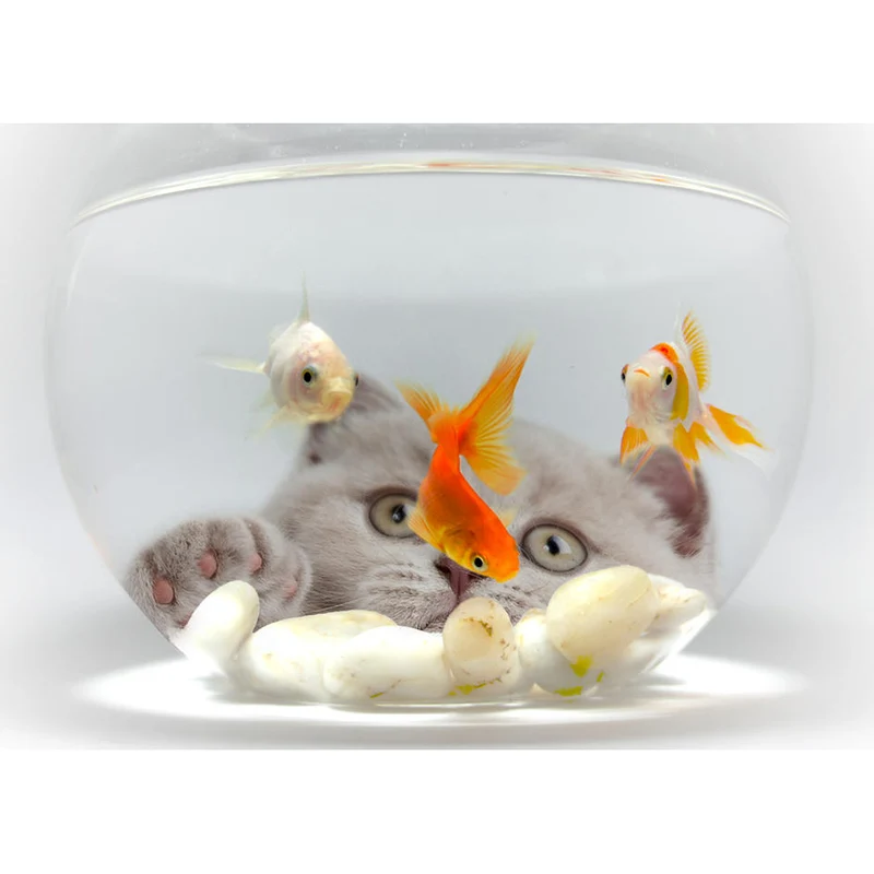 catfishing_by_ahermin_d9dypab-fullview