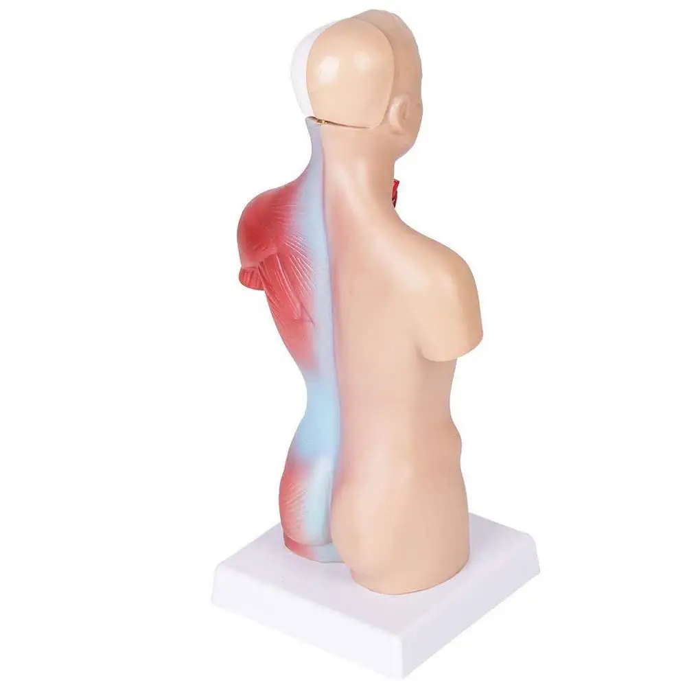 Обучающая игрушка модель человеческого тела 28 см Torso человеческие внутренние органы анатомическая модель для медиков обучающая Анатомия сердца