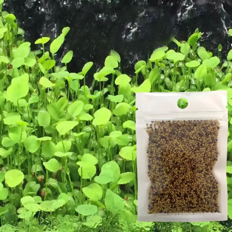 

Aquarium Temple Plant Seeds Pack Natural Plants Seeds Aquatic Four-leaf Clover Carpet Water Grass for Fish Tank