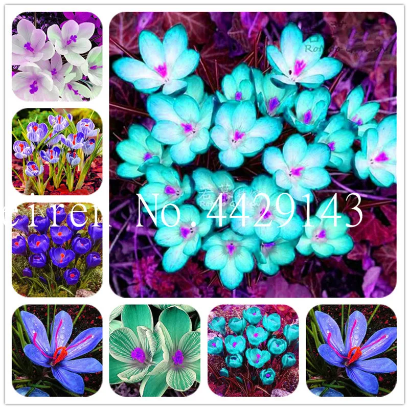 

Saffron bonsai Potted Plants Flower Balcony Plants 200 pcs plants Garden Bonsai Semillas Japon Diy Plant For Happy New Year