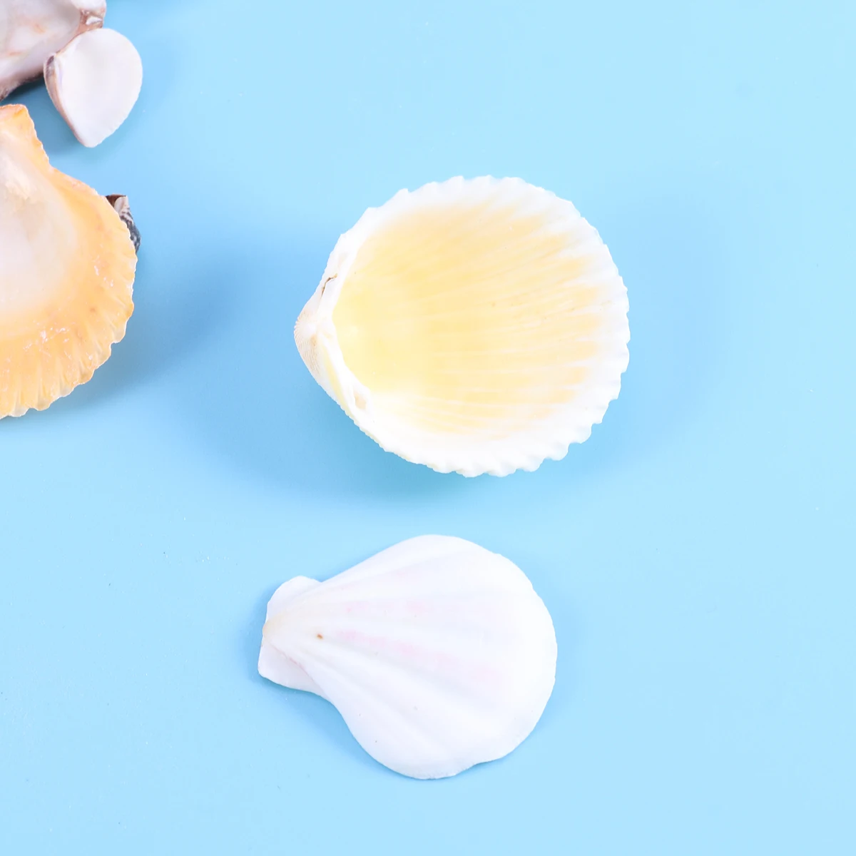 130pcs Colorful Scallop Decoration Mini Sea Shells Mixed Beach Seashells Nonporous Seashells Accents for Candle Making Home 130pcs Colorful Scallop Decoration Mini Sea Shells Mixed Beach Seashells Nonporous Seashells Accents for Candle Making Home